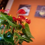 Casa Martina- Airport Free Shuttle-H24